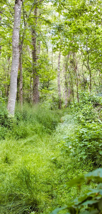景观视图硬木树森林夏天废弃的隐蔽的林地冒险走有趣的空郁郁葱葱的绿色草原农村自然环境自然