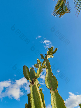 绿色多汁的仙人掌植物日益增长的蓝色的天空云复制空间背景棕榈西班牙低角充满活力的仙人掌属仙人掌树远程景观沙漠区域夏天