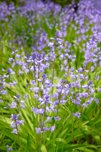 特写镜头西班牙语野风信子花风信子只有文字开花自然春天特写镜头球根状的常年紫色的植物充满活力的花瓣蓬勃发展的花园在户外
