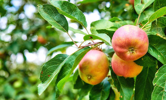 新鲜的有机水果日益增长的果园可持续发展的农场花园收获季节Copyspace美味的红色的苹果绿色树模糊背景复制空间