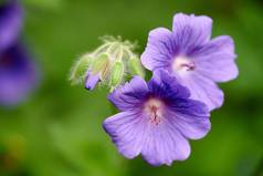 特写镜头蓝色的天竺葵花日益增长的后院花园夏天紫罗兰色的开花植物开始布鲁姆开花场草地漂亮的充满活力的植物区系自然环境