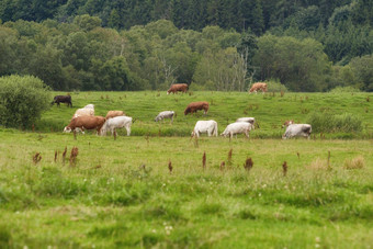 牛农场牛放牧绿色牧场夏天早....牲畜群喂养在户外草地春天棕色（的）白色牛股票场吃