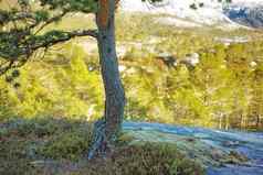 环境自然保护储备山松树远程松柏科的森林宁静和平农村景观冷杉雪松植物日益增长的安静的森林德国