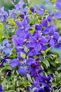 紫色的陇牛儿苗科花日益增长的花园明亮的天竺葵常年开花植物对比绿色公园色彩斑斓的园艺花朵户外后院景观夏天