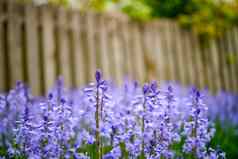 野风信子花日益增长的后院花园夏天Scillasiberica紫罗兰色的开花植物装修景观草坪上首页紫色的野花盛开的开花自然