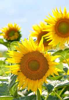 向日葵日益增长的花园场蓝色的天空背景夏天农业农业油料植物生产烹饪石油明亮的植物区系开花草地阳光明媚的一天