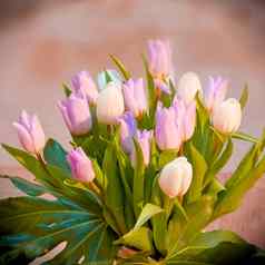 漂亮的粉红色的郁金香模糊背景花束群美丽的郁金香花明亮的绿色茎种植点缀装饰特殊的场合情人节女人的一天