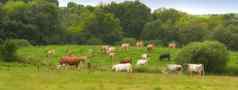 群牛吃草场农村农村郁郁葱葱的景观牛动物放牧牧场自然提高繁殖牲畜牧场牛肉乳制品行业