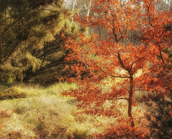 神奇的隐蔽的森林秋天神秘的天堂安静的秘密部分自然树灌木树叶蓬勃发展的日益增长的明亮基斯森林秋天季节