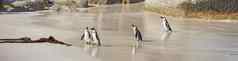 景观海滩企鹅走沙子热夏天一天小殖民地北极动物鸟在户外海洋海岸阳光明媚的下午巨石海滩