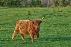 棕色（的）多毛的高地牛角绿色场农村农村复制空间繁殖牛牲畜农场牛肉行业景观动物放牧自然