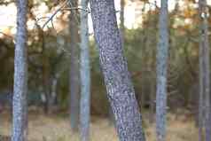 特写镜头松树树干野生森林自然景观宏树木树皮纹理细节木材行业很多薄苗条的树空生态友好的环境