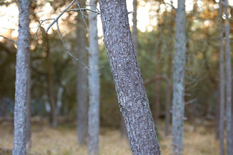 特写镜头松树树干野生森林自然景观宏树木树皮纹理细节木材行业很多薄苗条的树空<strong>生态友好</strong>的环境