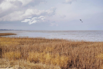 景观湖已经阴地平线海边平静沼泽多云的一天冬天野生干草丹麦和平隐蔽的钓鱼位置风景优美的自然