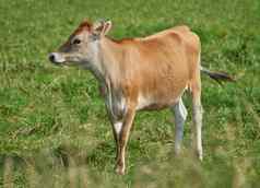 棕色（的）白色牛绿色场农村农村复制空间提高繁殖牲畜牛农场牛肉乳制品行业景观动物自然