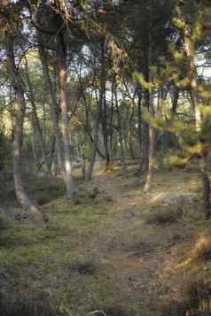 神秘的松树森林隐藏的走路径景观视图郁郁葱葱的绿色森林远程环境自然保护徒步旅行小道领先的冷杉雪松树
