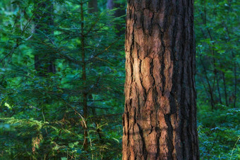 特写镜头树树桩日益增长的郁郁葱葱的绿色森林松树日益增长的自然和谐宁静的沉默早....Zen安静的丛林舒缓的平静自然环境新鲜的空气