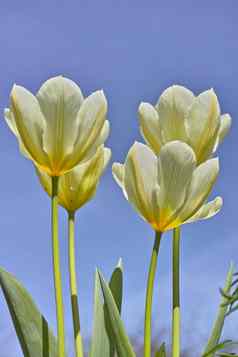 特写镜头白色郁金香日益增长的开花开花蓝色的天空背景低角视图花盛开的园艺培养装饰植物象征着爱感情