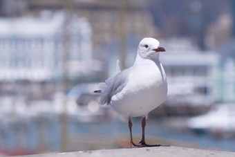 特写镜头海鸥孤立的散景背景复制空间完整的长度白色鸟站沿海城市码头观鸟迁徙禽流感野生动物搜索食物
