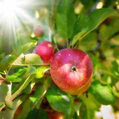 明亮的成熟的红色的苹果日益增长的农场绿色水果树阳光明媚的一天有机作物准备好了收获秋天季节在户外花园阳光闪亮的