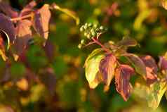 特写镜头色彩斑斓的秋天的叶子花味蕾日益增长的树分支机构复制空间绿色红色的棕色（的）野生植物日益增长的茎自然森林公园花园秋天
