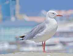 海鸥坐着海码头港欧洲鲱鱼金海滩栏杆单鸟食物海边特写镜头野生动物海岸线