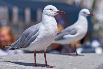 特写镜头海鸥搜索嵌套理由远程沿海城市在国外海外观鸟好奇的淘气的迁徙禽流感野生动物食物港口码头