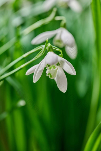 特写镜头白色常见<strong>的</strong>雪花莲花日益增长<strong>的</strong>绿色Copyspace背景自然雪花属Nivalis开花盛开<strong>的</strong>开<strong>花草</strong>地首页后院花园<strong>春天</strong>