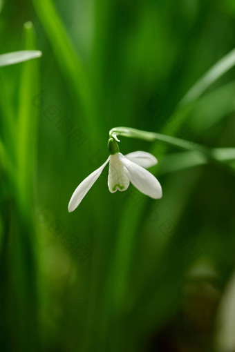 单白色常见的<strong>雪</strong>花莲花日益增长的绿色复制空间背景远程场特写镜头<strong>雪</strong>花属Nivalis开花盛开的开花草地<strong>首页</strong>后院花园