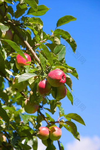 集团红色的苹果果园树蓝色的天空背景有机水果日益增长的培养可持续发展的农场花园美味的健康的生产繁荣的收获季节