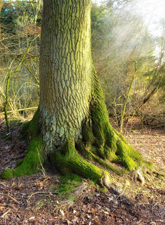 树树干森林森林冬天景观自然场景树根覆盖莫斯森林细节树皮纹理模式野生林业环境