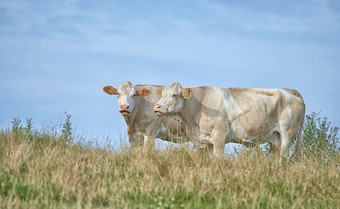 草美联储泽西岛牛农场牧场放牧提高了乳制品肉牛肉行业完整的<strong>长</strong>度多毛的牛动物站远程农田草坪上农业房<strong>地产</strong>