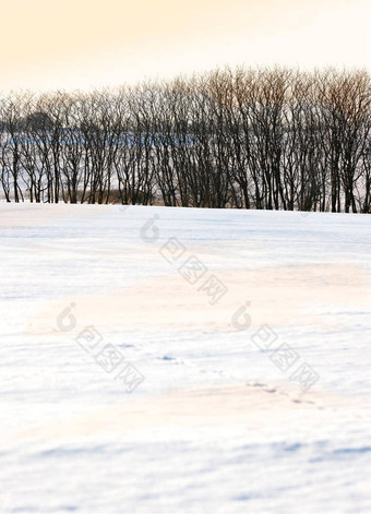 美丽的明亮的<strong>白色雪景</strong>观行干树冷冬天一天复制空间冻土地在户外自然极端的天气干旱植物阳光明媚的下午