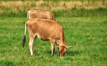 牛放牧农场场阳光明媚的一天郁郁葱葱的草地农田年轻的棕色（的）牛吃草<strong>不文明</strong>的场野生牲畜有机牛免费的范围牛肉