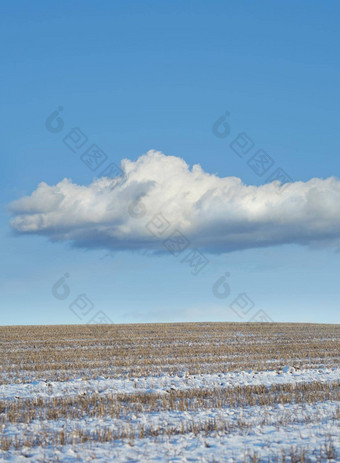 干棕色（的）农业农场覆盖白色雪冷冬天天气季节丹麦<strong>冻结</strong>农村有机生态场冻冰蓝色的多云的天空