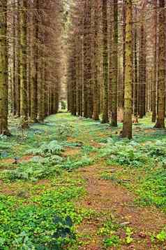 景观隐蔽的种植种植森林培养松树行风景优美的视图废弃的隐蔽的森林神秘的林地碳捕获开放空草原