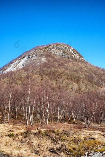 森林山融化雪蓝色的天空复制空间岩石露头雪山顶干树野生灌木早期春天自然视图山再生冬天