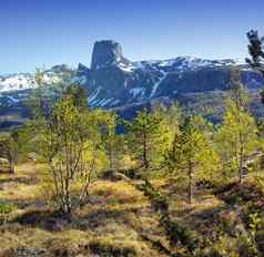 景观视图松树森林山雪蓝色的天空复制空间背景挪威徒步旅行发现风景优美的农村巨大的自然广阔的区域雪松树冷冬天一天