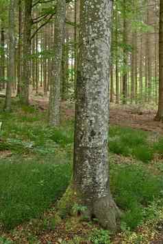 环境自然保护储备松树远程松柏科的森林宁静和平平静农村景观冷杉雪松植物日益增长的安静的森林德国