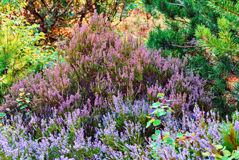 希瑟日益增长的野生森林美丽的景观紫色的花繁荣的自然包围松树风景优美的视图郁郁葱葱的树叶植被<strong>不文明</strong>的环境丹麦