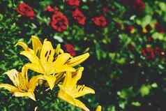 夏天明亮的跳舞剑兰早....黄金郁郁葱葱的绿色植物
