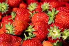 新鲜的有机红色的成熟的草莓多汁的美味的草莓