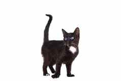 黑色的小猫站孤立的白色背景