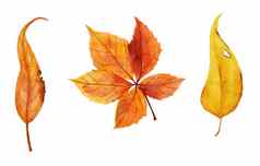 水彩手画插图红色的橙色黄色的秋天秋天叶子叶橡木葡萄他来了树森林木林地元素感恩节装饰艺术