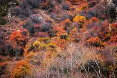 前视图秋天色彩斑斓的树生动的红色的橙色黄色的树叶