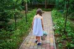 后视图女孩金属桶收获黄瓜有机农场生态农业园艺概念