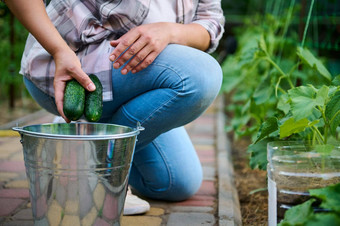焦点金属桶园丁挑选成熟的黄瓜有机蔬菜花园生态农业农业综合企业