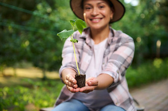 模糊微笑女人园丁显示黄瓜幼苗黑色的土壤<strong>生态农业农业</strong>爱好园艺