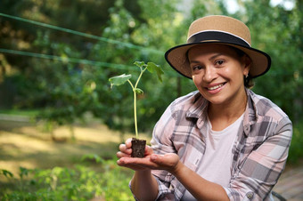 成功的多民族女人园丁农学家持有日益增长的黄瓜<strong>幼苗</strong>黑色的土壤生态农场