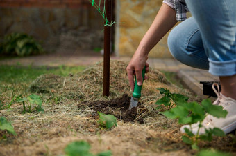 园丁手花园铲挖掘地面使洞种植<strong>幼苗</strong>受精开放地面